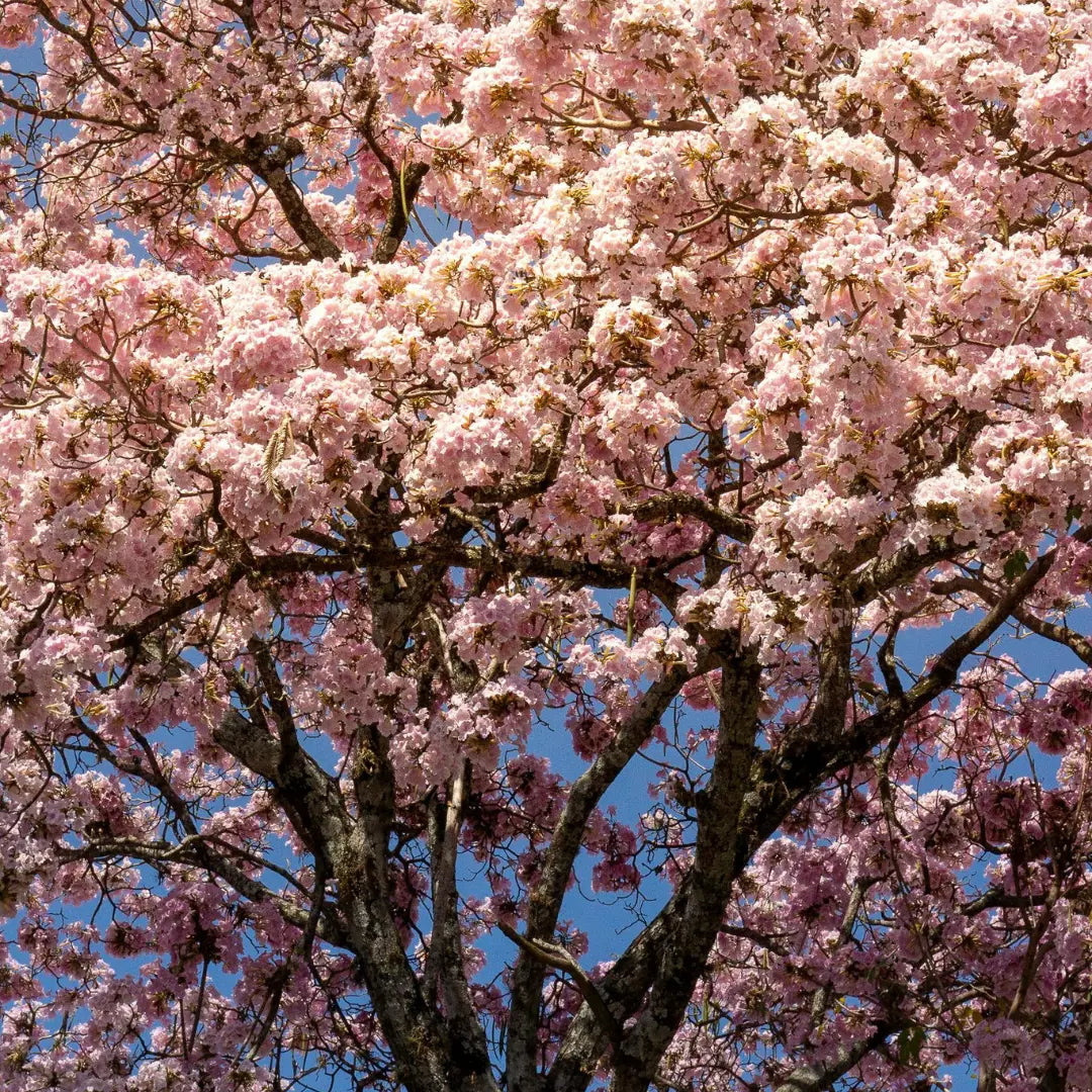 Mevsimlere Göre Oda Kokusu